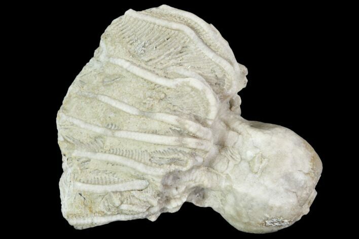 Fossil Crinoid (Cribanocrinus) Crown - Gilmore City, Iowa #102961